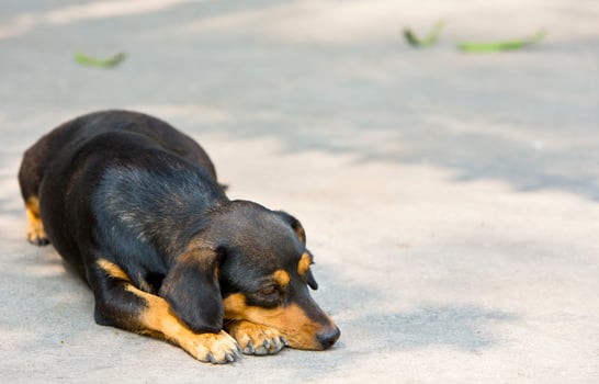 Dachshund small dog resting. photo