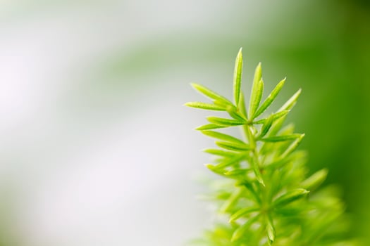 Foxtail Fern leaf. photo
