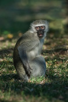 Vervet monkey,Kruger National Park,South Africa photo