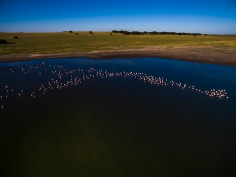 Flamingos in patagonia , Aerial View photo