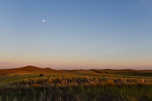 Pampas grass landscape, La Pampa province, Patagonia, Argentina. photo