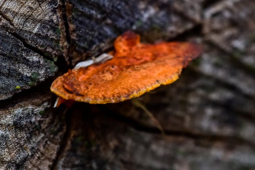 Orange fungus on the trunk of a tree, La Pampa Province, Patagonia, Argentina. photo
