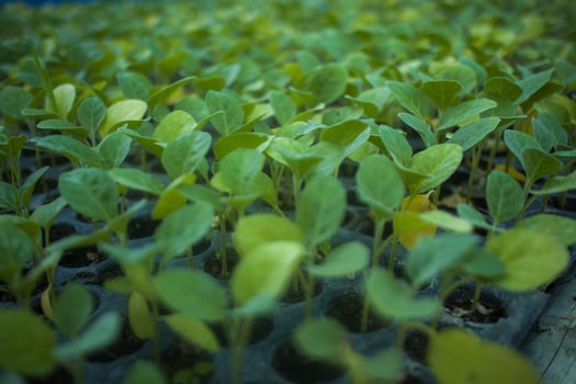 Different types of Plant and vegetables seedlings photo