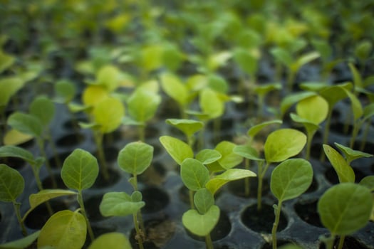 Different types of Plant and vegetables seedlings photo
