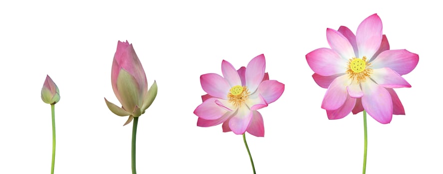 Pink waterlily or lotus plant isolated on white background with clipping paths. photo