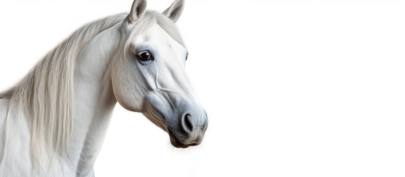Photo of a majestic white horse with a flowing mane against a clean white backdrop with copy space