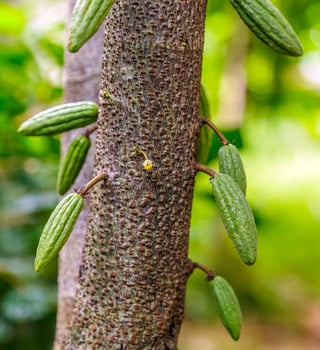 Raw small green cacao pods harvesting. growing cocoa fruit hanging on a tree cocoa photo