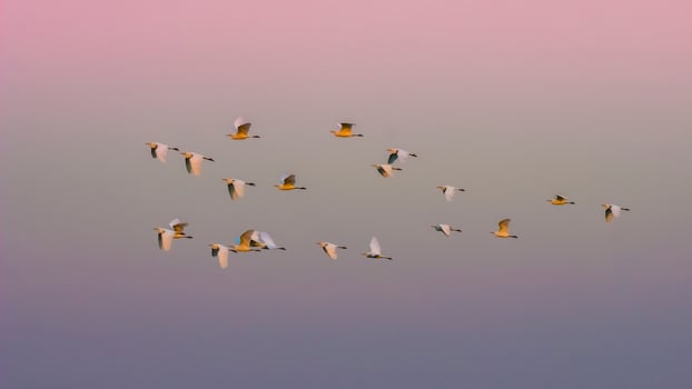 Flock of herons flying,Patagonia,Argentina photo