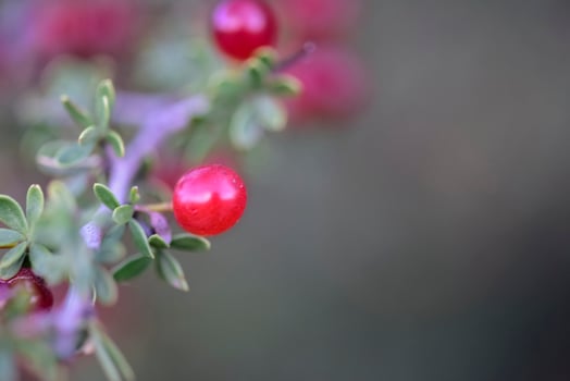 Piquilln, fruits in the Caldn Forest,Pampas, Patagonia,Argentina photo