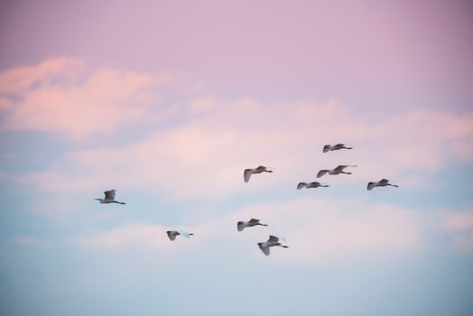 Flock of herons flying,Patagonia,Argentina photo