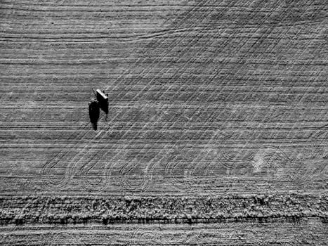 Direct sowing for grazing, Argentine meat production. photo