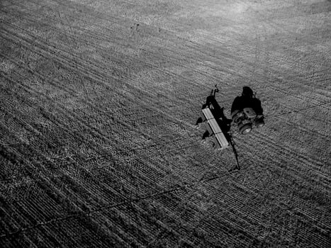 Direct sowing for grazing, Argentine meat production. photo