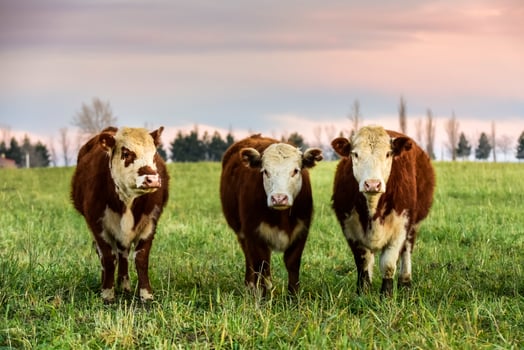 Steers fed on natural grass, Buenos Aires Province, Argentina photo