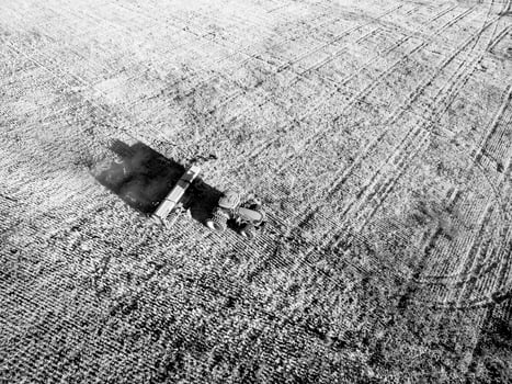 Direct sowing for grazing, Argentine meat production. photo