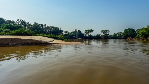 Jungle landscape on the cuaiaba riverbank, Pantanal,Brazil photo