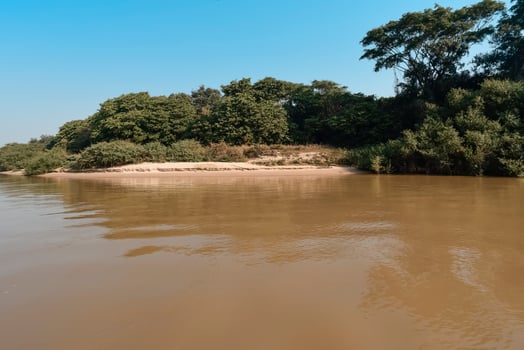 Jungle landscape on the cuaiaba riverbank, Pantanal,Brazil photo