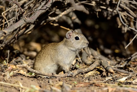 Desert Cavi, Lihue Calel National Park, La Pampa Province, Patagonia , Argentina photo