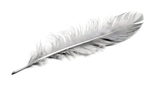 Bird feather on white background. Beautiful bird plumage or wing element, isolated smooth feather. . photo