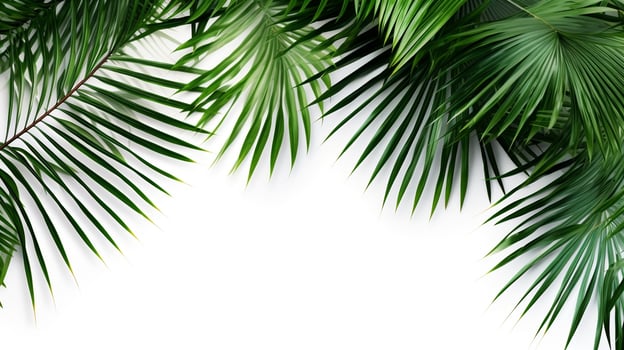 Coconut leaves background photo