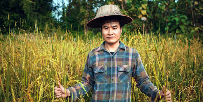 happy Asian man farmer harvesting rice in fram, a young farmer standing in a paddy field examining crops at sunset. photo