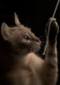 Spirited Siamese Swirls. Playfully Entangled with Flashlight Box's Rope photo