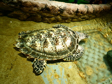 Turtles in the pond, Ancol sea World photo