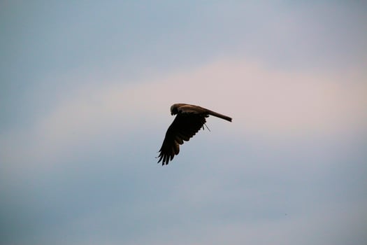 A view of a Red Kite photo