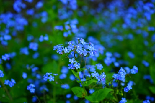 Forget-me-nots, Flowers, Blue flowers image photo