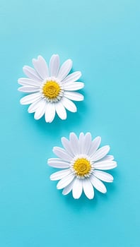 daisy flowers with light blue paper background good for multimedia digital content creation photo