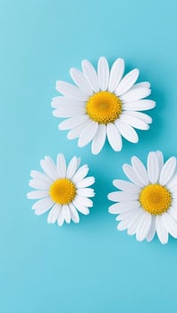 daisy flowers with light blue paper background good for multimedia digital content creation photo