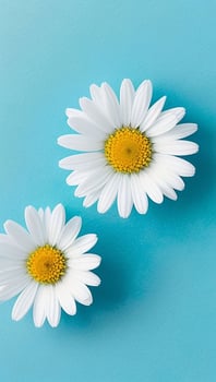 daisy flowers with light blue paper background good for multimedia digital content creation photo