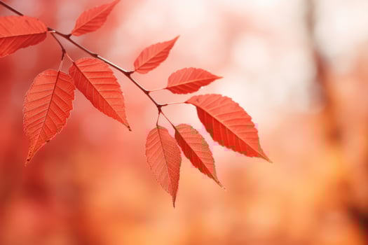 autumn composition with copy space AI Generative photo