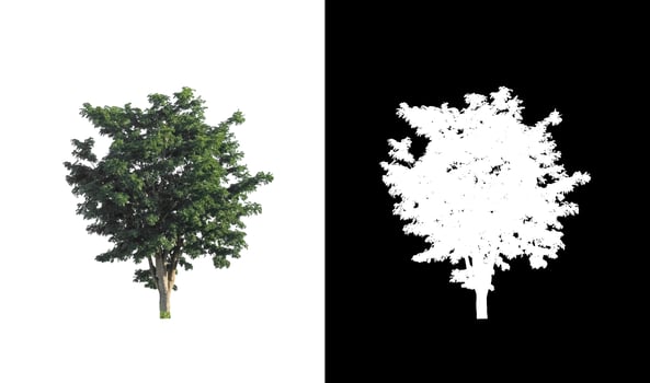Isolated single tree with clipping path and alpha channel on black background. photo