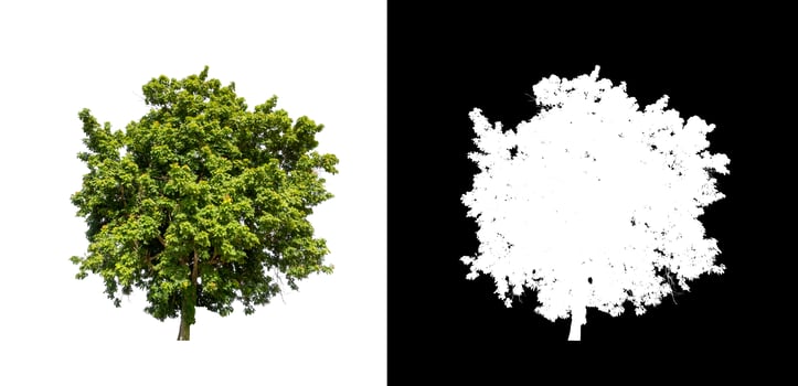 Isolated single tree with clipping path and alpha channel on black background. photo