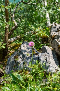 the nature of austria photo