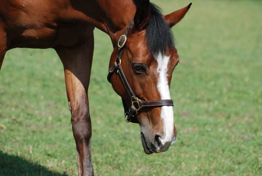Wandering and Meandering Bay Horse in a Field photo