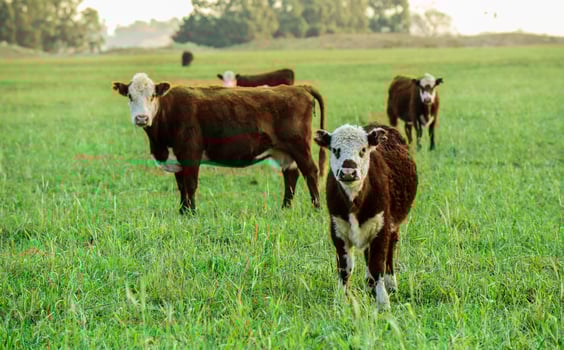 Steers fed on natural grass, Buenos Aires Province, Argentina photo