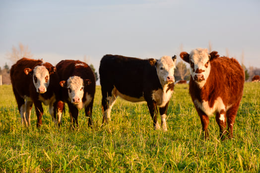 Steers fed on natural grass, Buenos Aires Province, Argentina photo