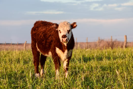 Livestock, Argentine meat production , in Buenos Aires countryside, Argentina photo