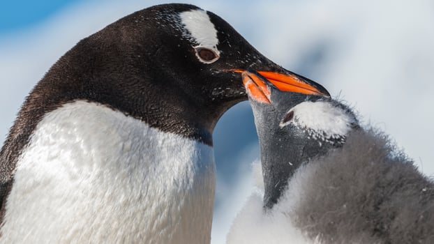 Gentoo Penguin, Pygoscelis papua,Neko Harbour,Antartica Peninsula. photo