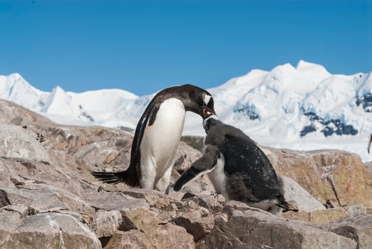 Gentoo Penguin and chick, Pygoscelis papua,Neko Harbour,Antartica Peninsula. photo