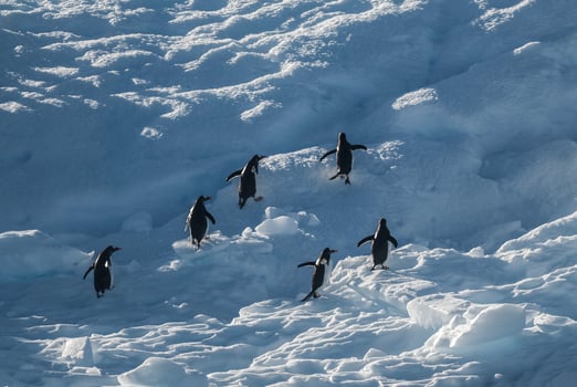 Gentoo Penguin,Pygoscelis papua, on iceberg, Antartica photo