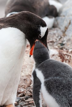 Gentoo Penguin on the beach,feeding his chick, Port Lockroy , Goudier Island, Antartica photo