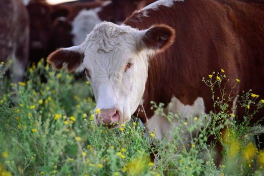 Steers fed on natural grass, Buenos Aires Province, Argentina photo