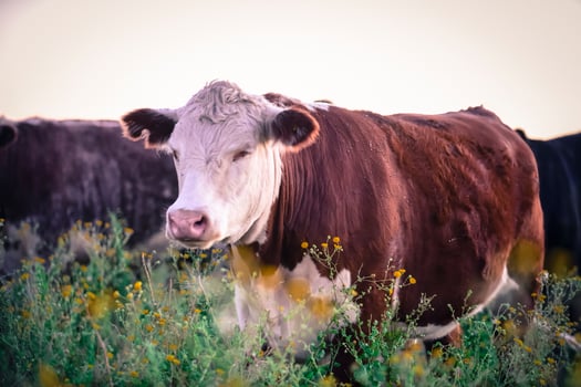 Cows in the Argentine countryside,Pampas,Patagonia,Argentina photo