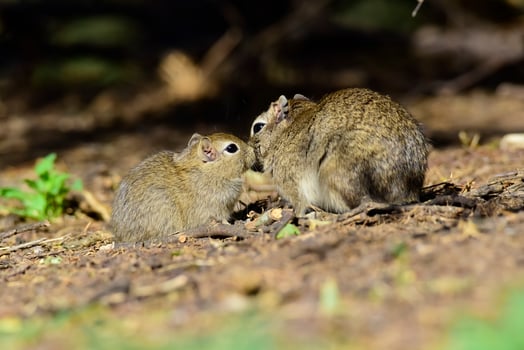 Desert Cavi, Lihue Calel National Park, La Pampa Province, Patagonia , Argentina photo