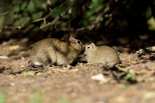 Desert Cavi, Lihue Calel National Park, La Pampa Province, Patagonia , Argentina photo