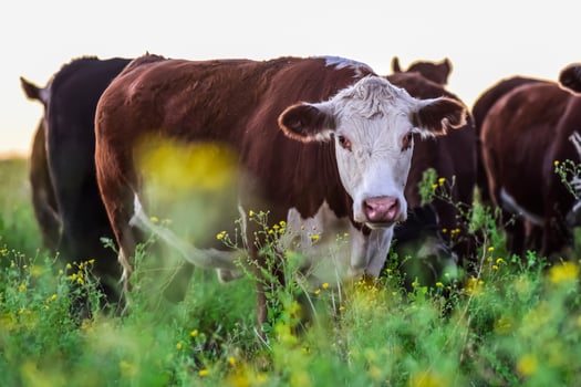 Cows in the Argentine countryside,Pampas,Patagonia,Argentina photo