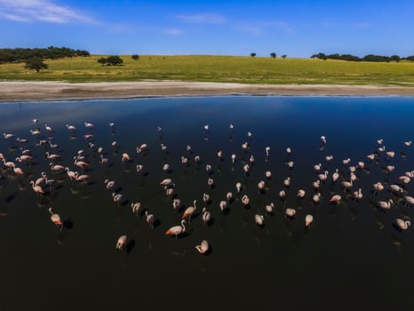 Flamingos in patagonia , Aerial View photo