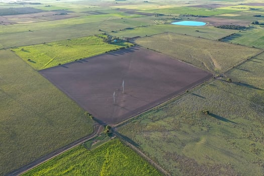 Sunflower cultivation, Aerial view, in pampas region, Argentina photo